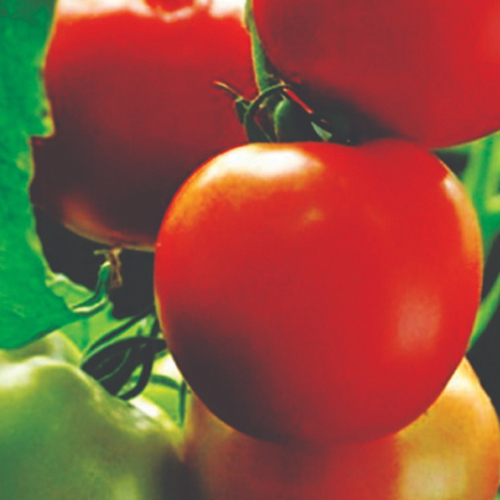 F1 Hybrid Tomato Red Express round shape seed variety